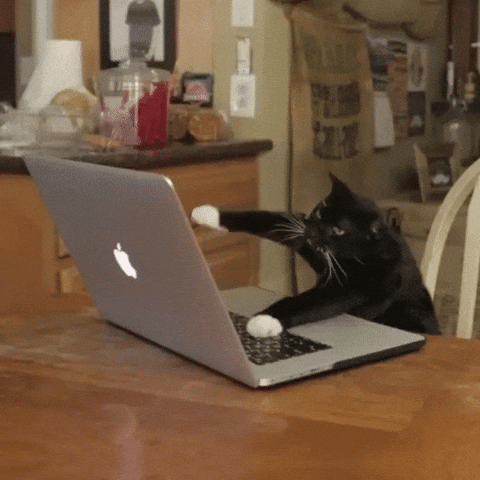 Vibe Coding Cat